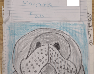 Manatee Facts  by Edward A.
